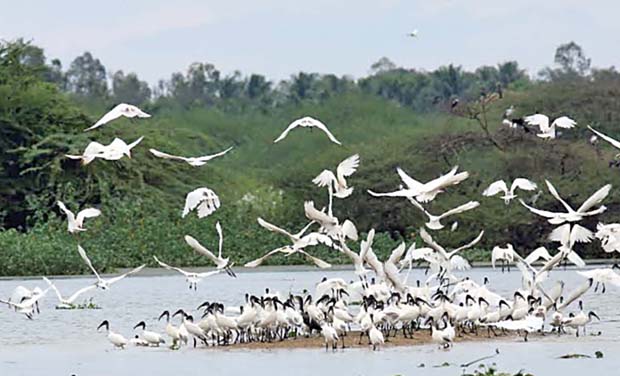 Large number of migratory black headed Ibis sighted at Vaduvoor bird sanctuary in Thanjavur district on Tuesday (Photo: DC) Large number of migratory black headed Ibis sighted at Vaduvoor bird sanctuary in Thanjavur district on Tuesday (Photo: DC)